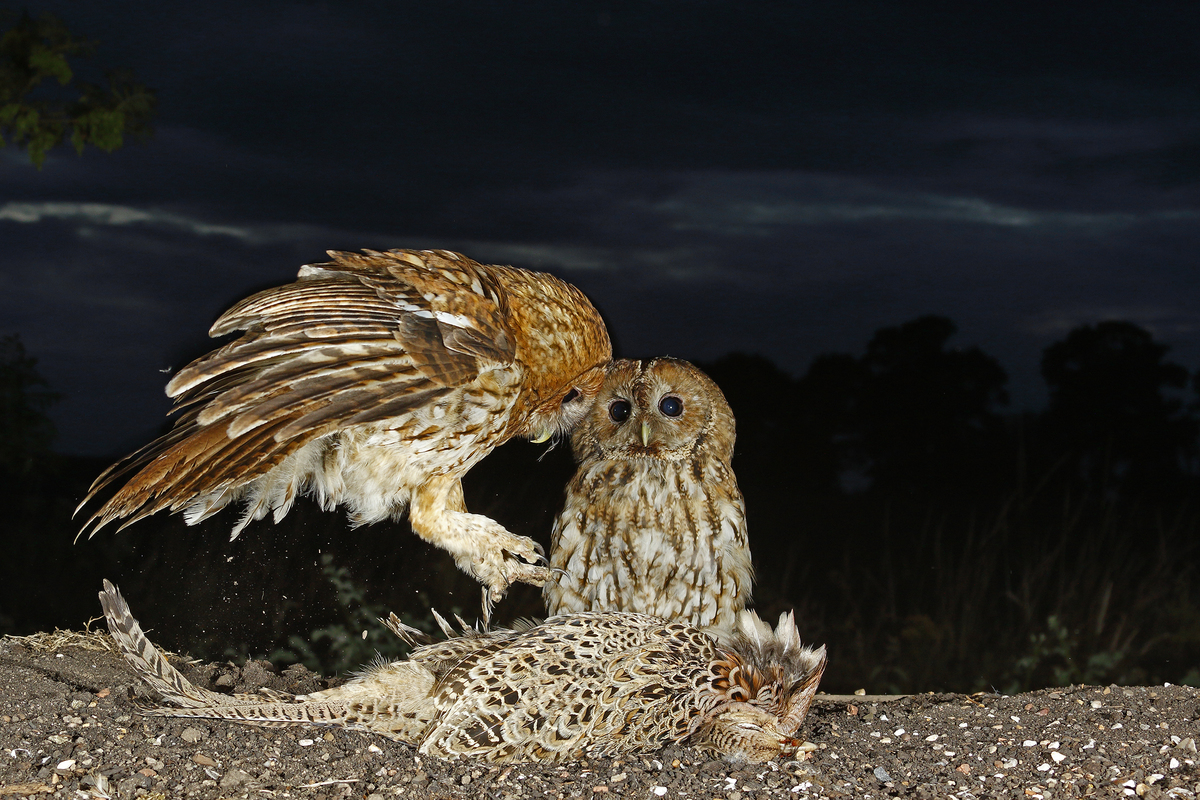 tawny owl and chick