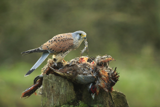 male kestrel plucks