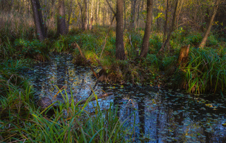 Осінь почалася