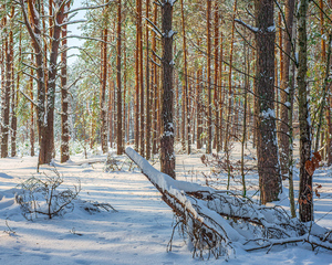 Ліс після негоди