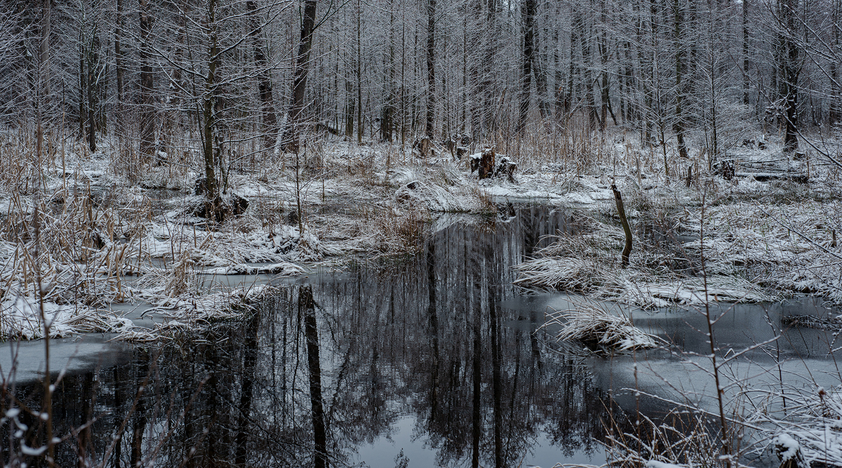Лісова річка зустрічає зиму