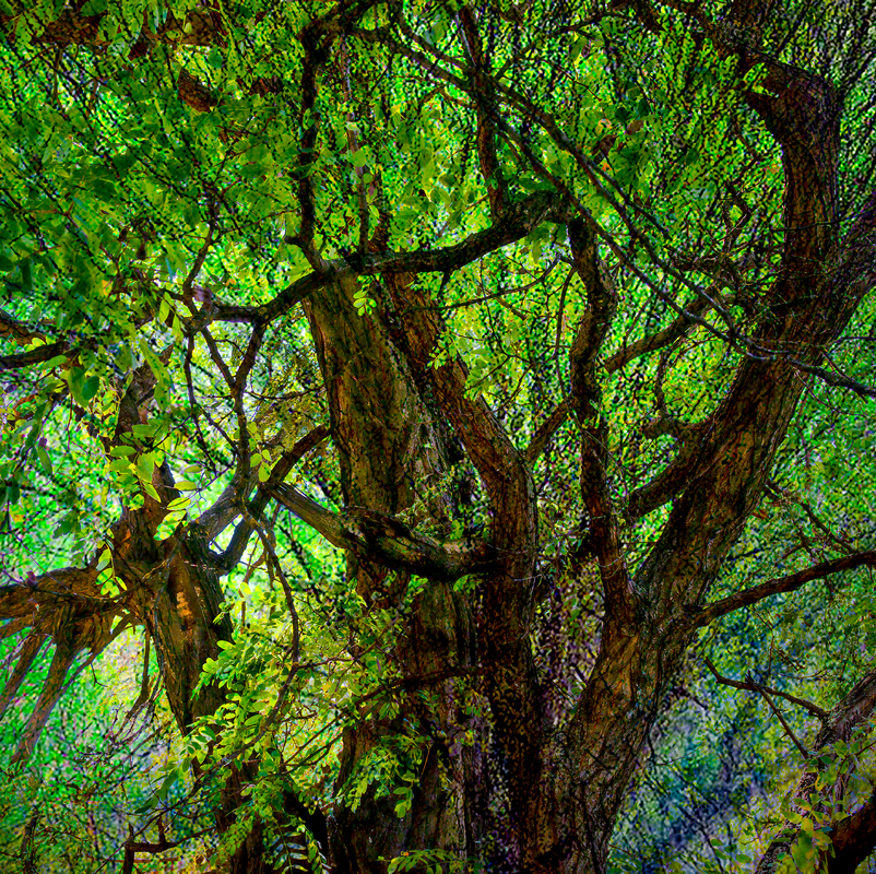 Сонце та акація