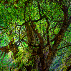 Сонце та акація