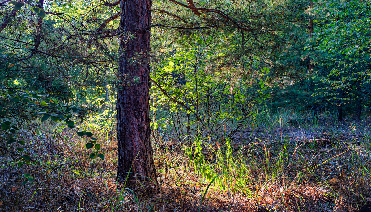 Золоті барви літа в лісі