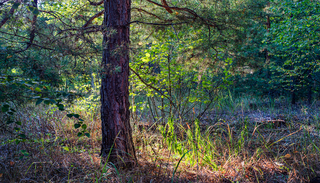 Золоті барви літа в лісі