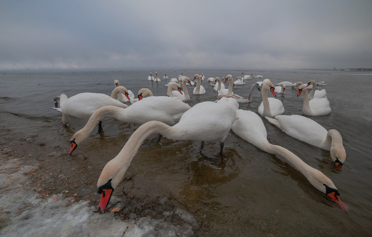 Довгошиї хитруни