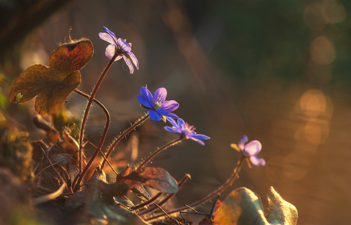 Подих весни