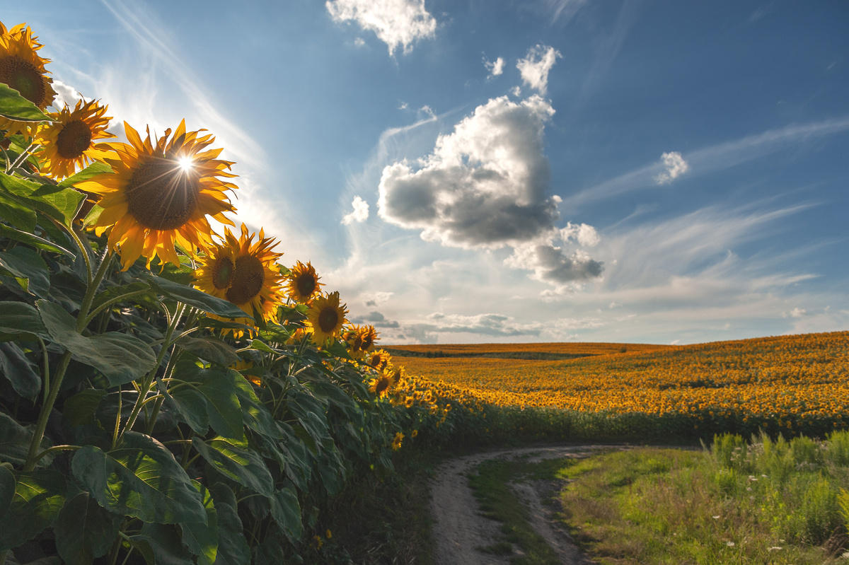 Сонячний настрій