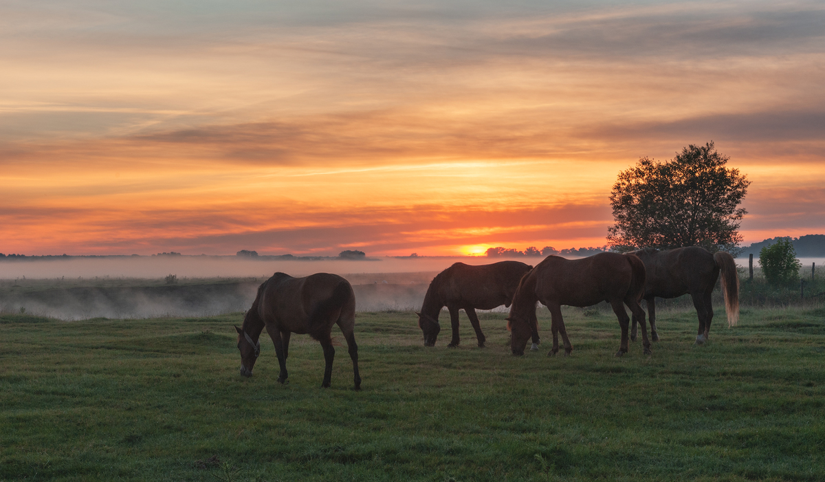 На пасовиську