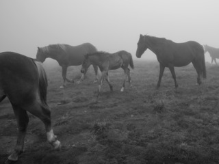 коні і туман 1