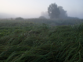 ранковий туман