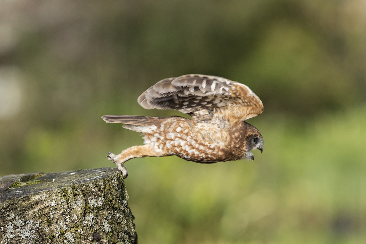 Little Owl Take Off