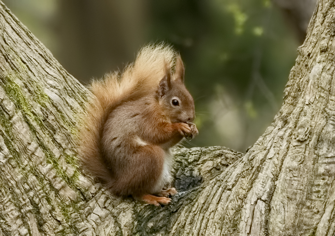 Brownsea Island Squirrel