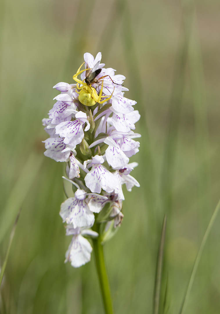 Crab Spider with prey on Orchid