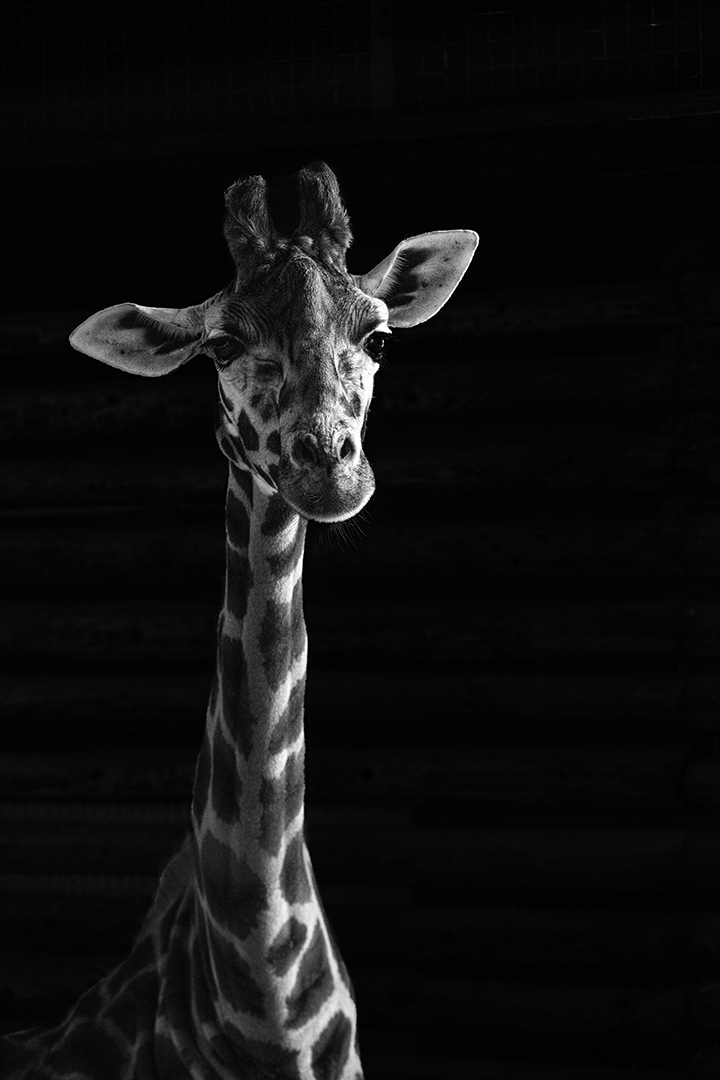 Giraffe Portrait