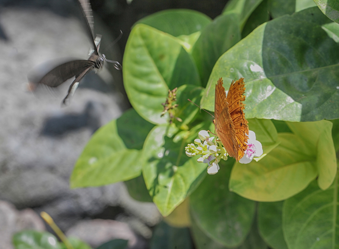 Indonesian butterfly 10