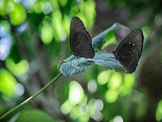 Indonesian butterfly 12