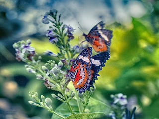 Indonesian butterfly 13