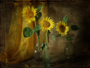 Проміння сонця