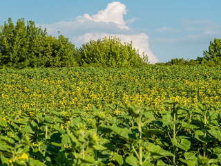 Поле соняхів