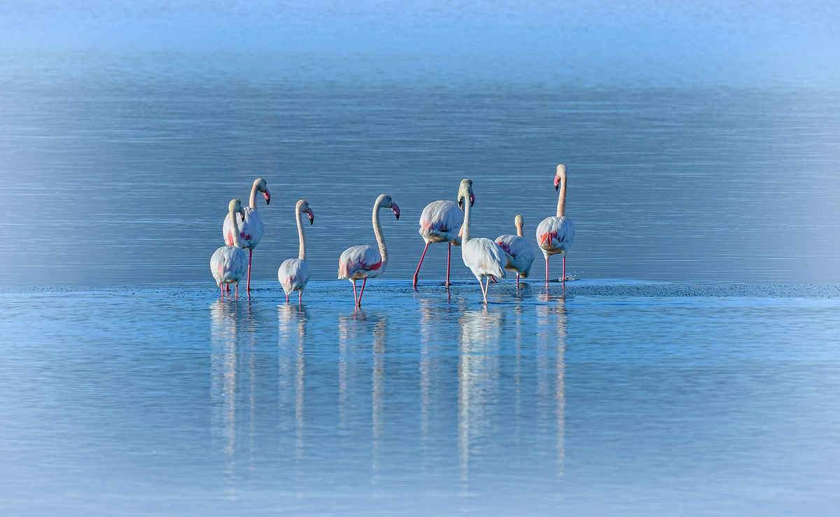 eight flamingos