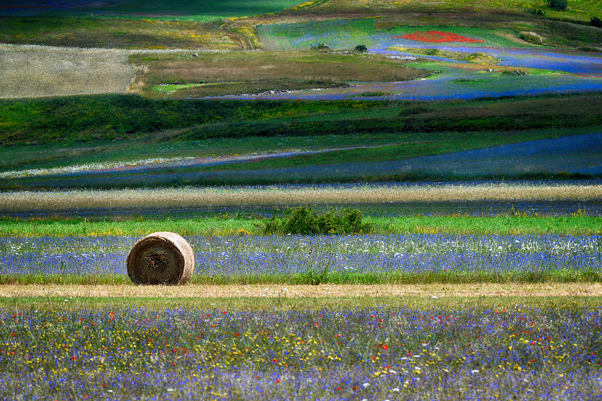 Castelluccio 2020-04