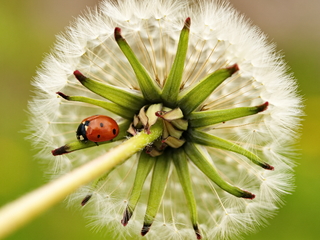Под шапкой одуванчика