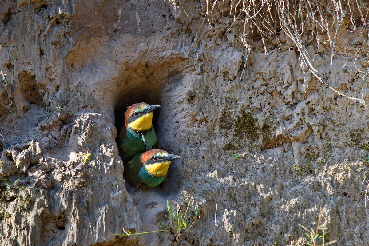 Птенцы пчелоедок