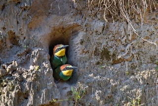 Птенцы пчелоедок