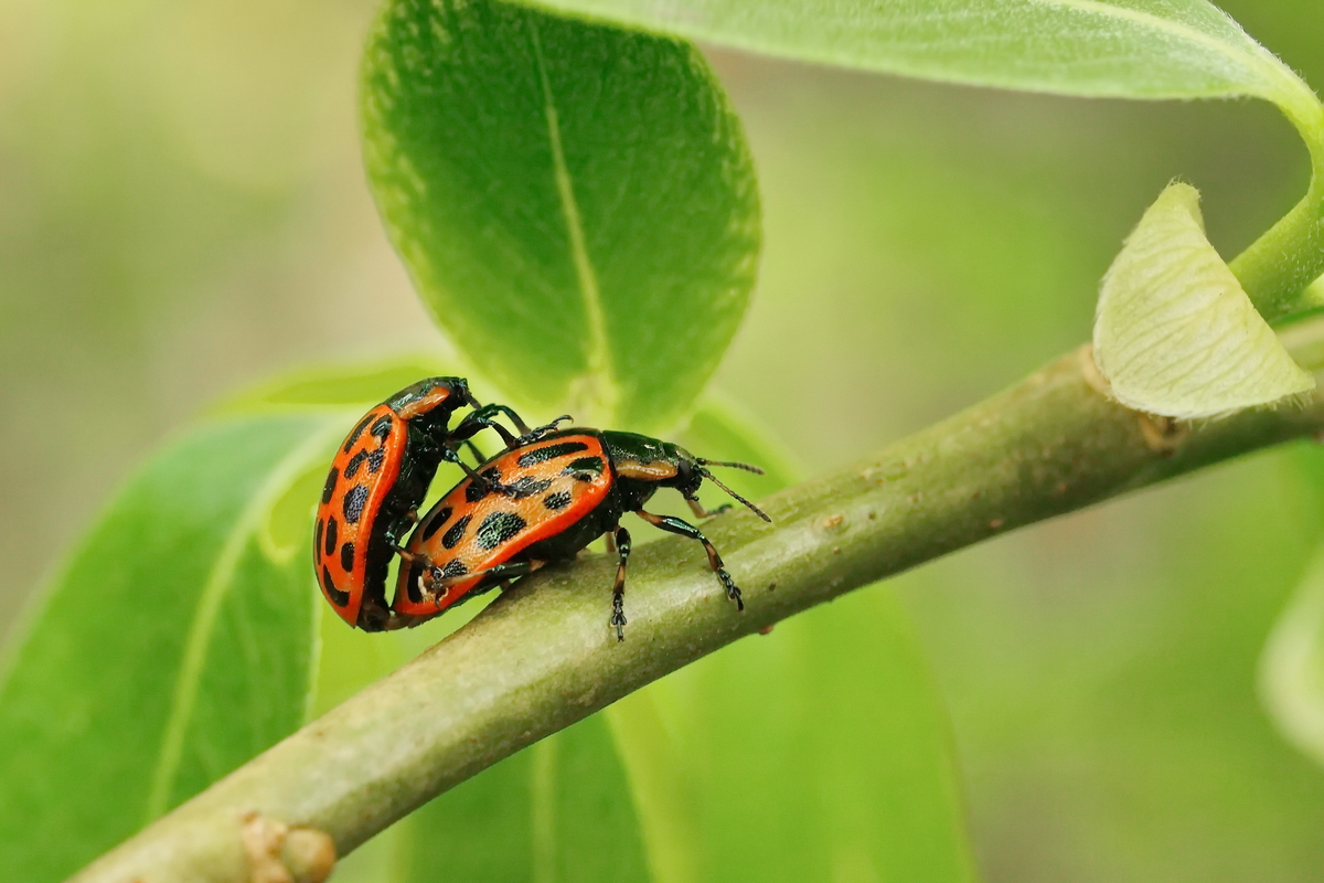 Основной инстинкт. Жуки