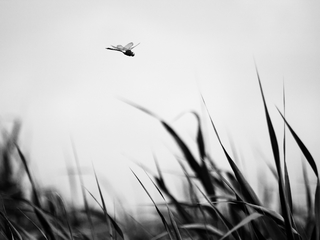 Полет стрекозы