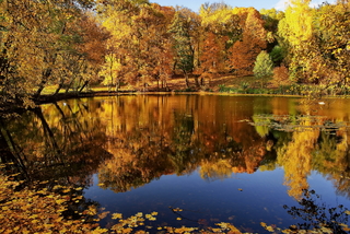 Осень золотая