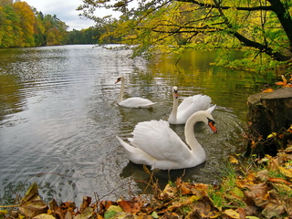 Лебединое озеро