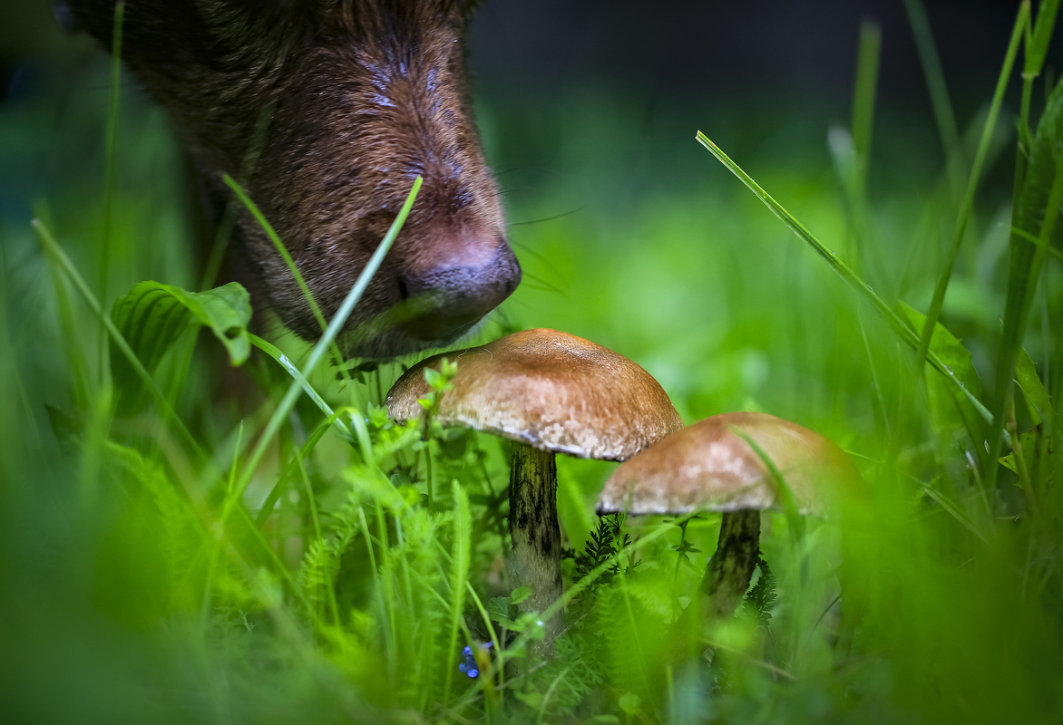 Грибний дощ