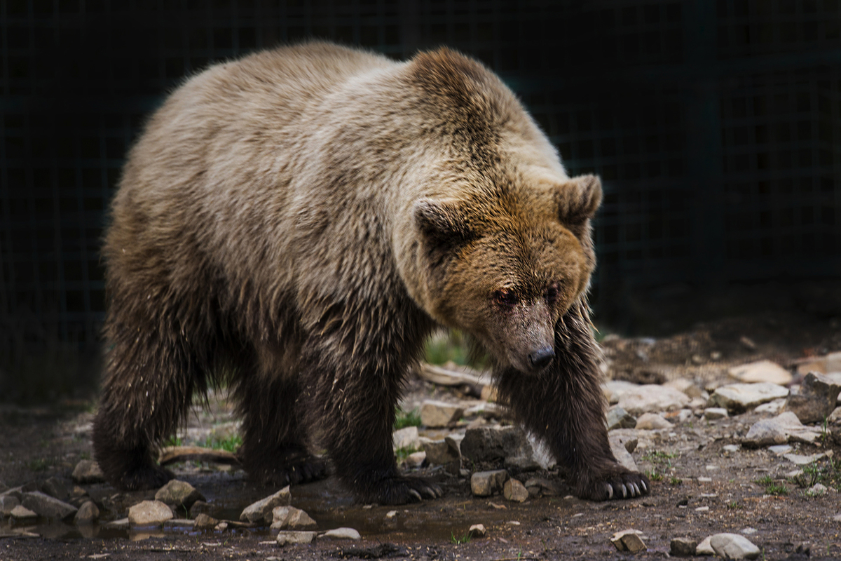 The owner of the forest