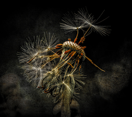 Dandelion 2