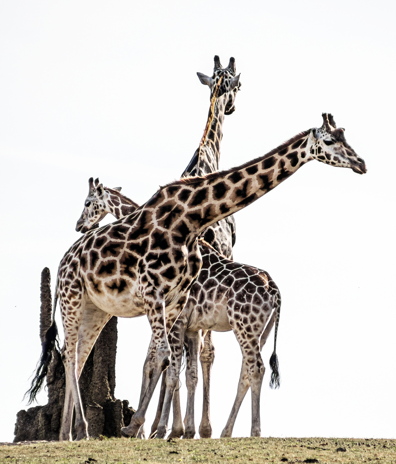 Giraffes