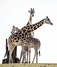 Giraffes