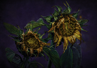 This is not a Van Gogh 3