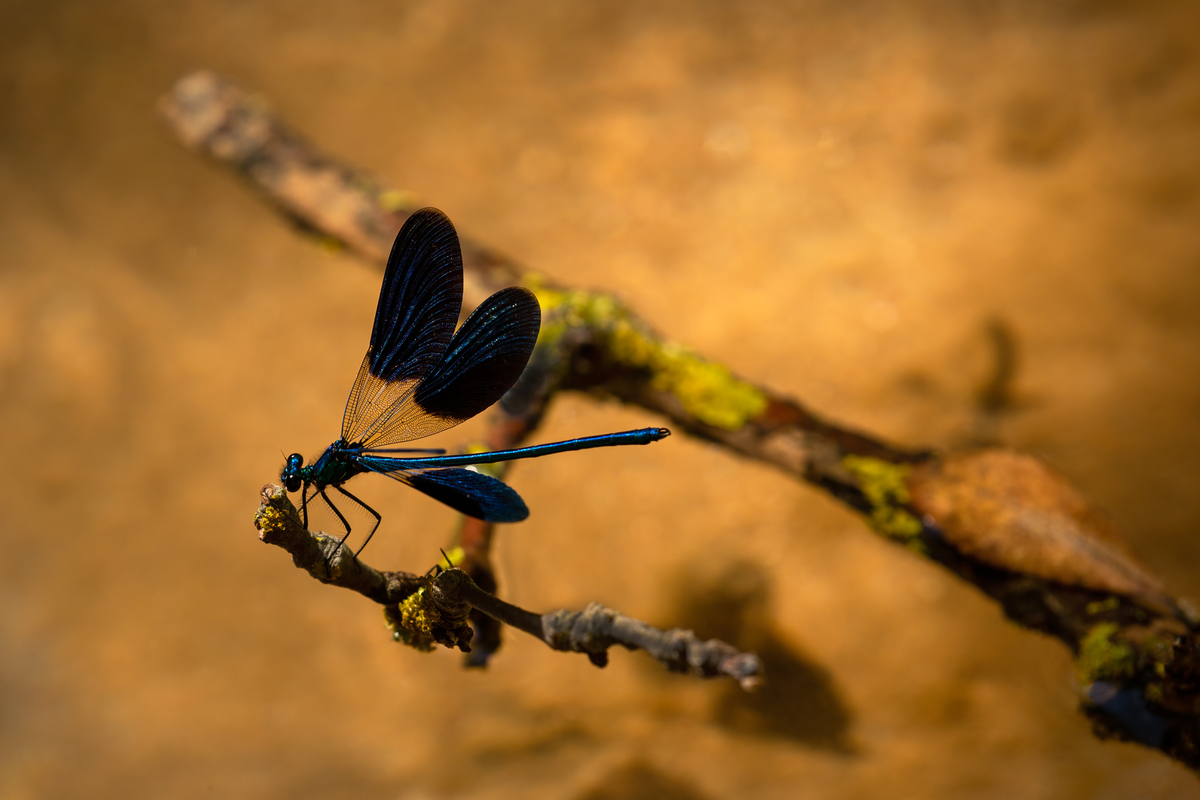 The Blue Dragonfly