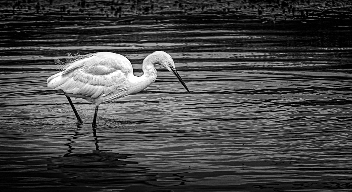 The white Heron