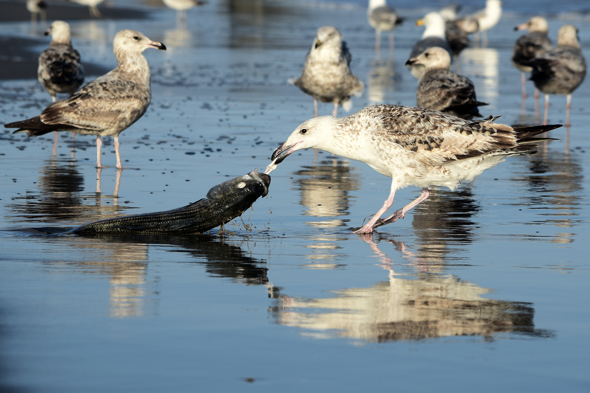 Birds of Coney Island_04