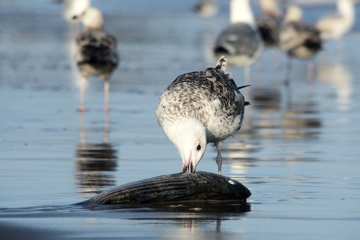 Birds of Coney Island_05