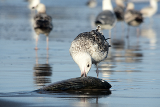 Birds of Coney Island_05