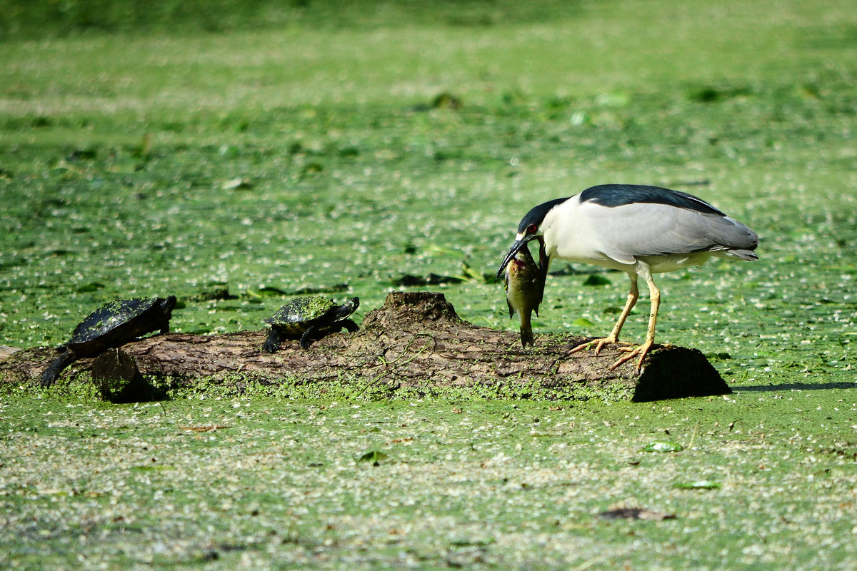 BIRDS OF PROSPECT PARK_01