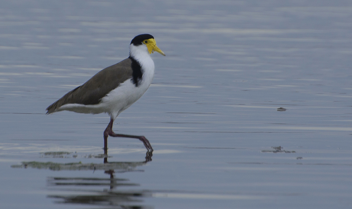 masked lapwing