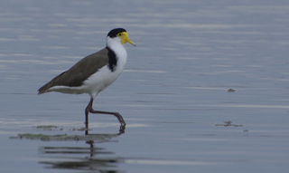 masked lapwing