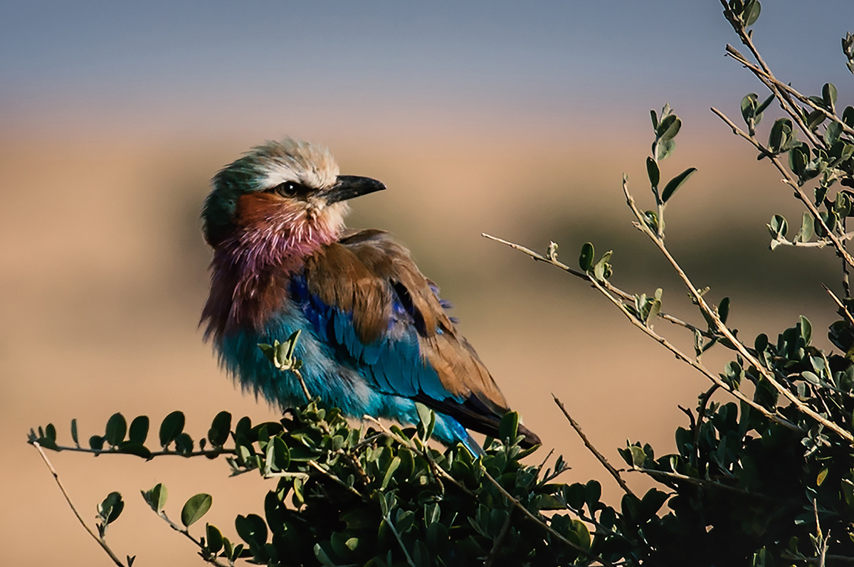 Lovely Lilac-breasted Roller