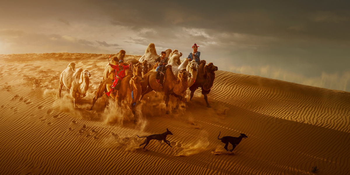 Camels on the desert