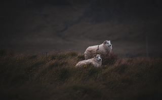 Противостояние